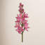 ORCHID CYMBIDIUM STEM