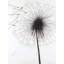 Silhouette of Dandelion - reproduction encadrée monochrome blanche
