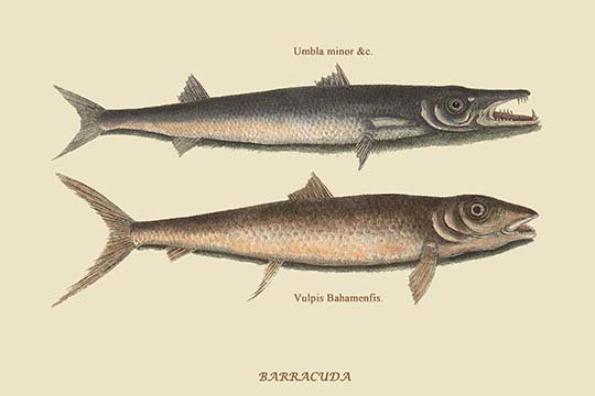 Barracuda-impression d’art graphique, H 24 po x l 36 po x P 1,5 po