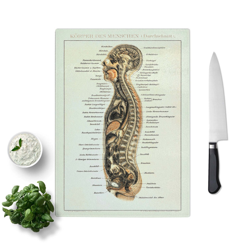 Tempered Glass Anatomy Chart in German Chopping Board, 20 cm W x 28.5 cm L