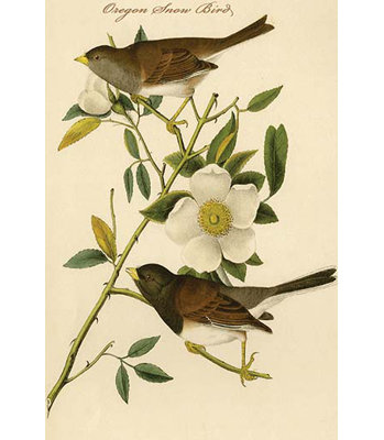 Oregon Snow Bird by John James Audubon Graphic Art