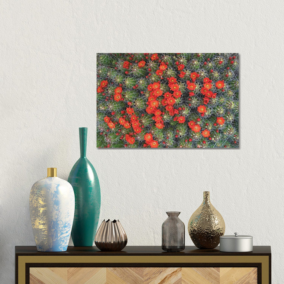 Claret Cup Cactus Detail Of Flowers In Bloom, North America I von Tim Fitzharris - No Frame Gallery-Wrapped Canvas Giclé...