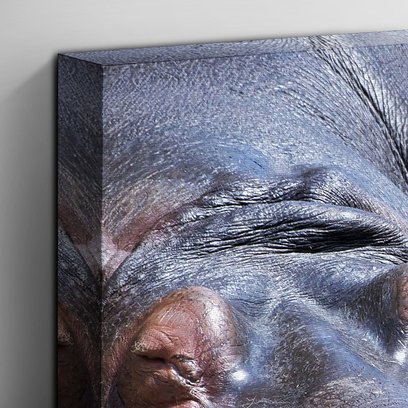 Two Hippos Hippopotamus - Wrapped Canvas, 50cm H x 76cm W