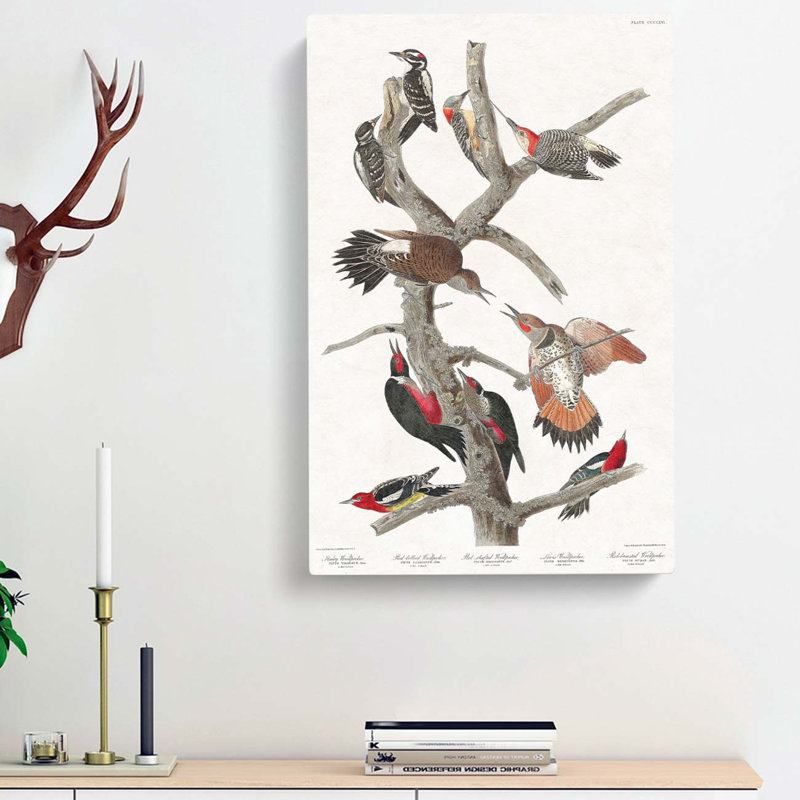 Collection of Woodpeckers by John James Audubon - Wrapped Canvas, 60cm H x 40cm W x 3cm D