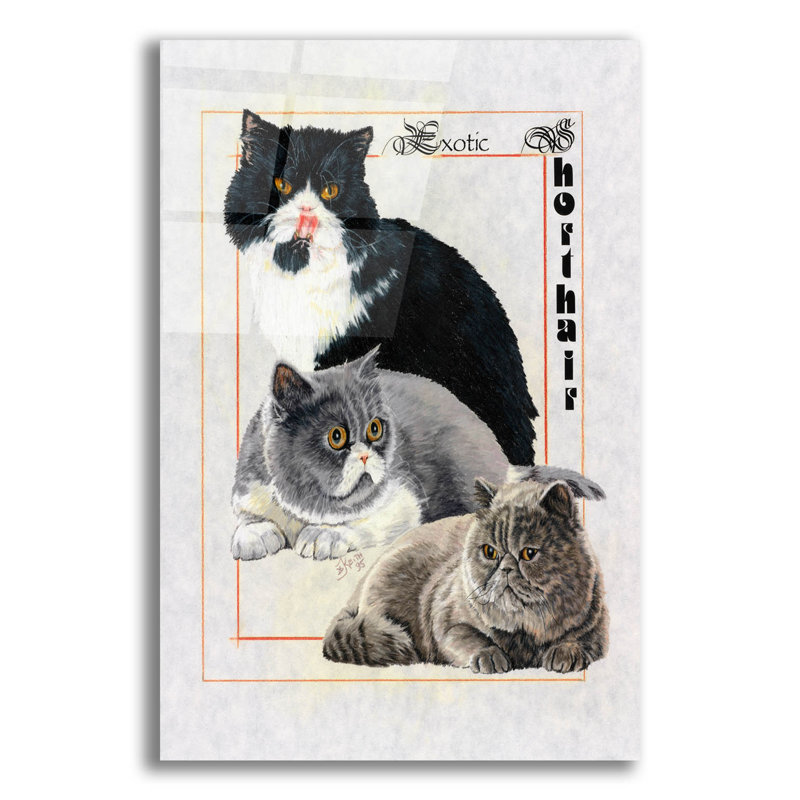 «Exotic Shorthair» par Barbara Keith - impression non encadrée, H 24 po x l 16 po x P 0,2 po