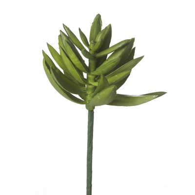 Succulent Arrangement