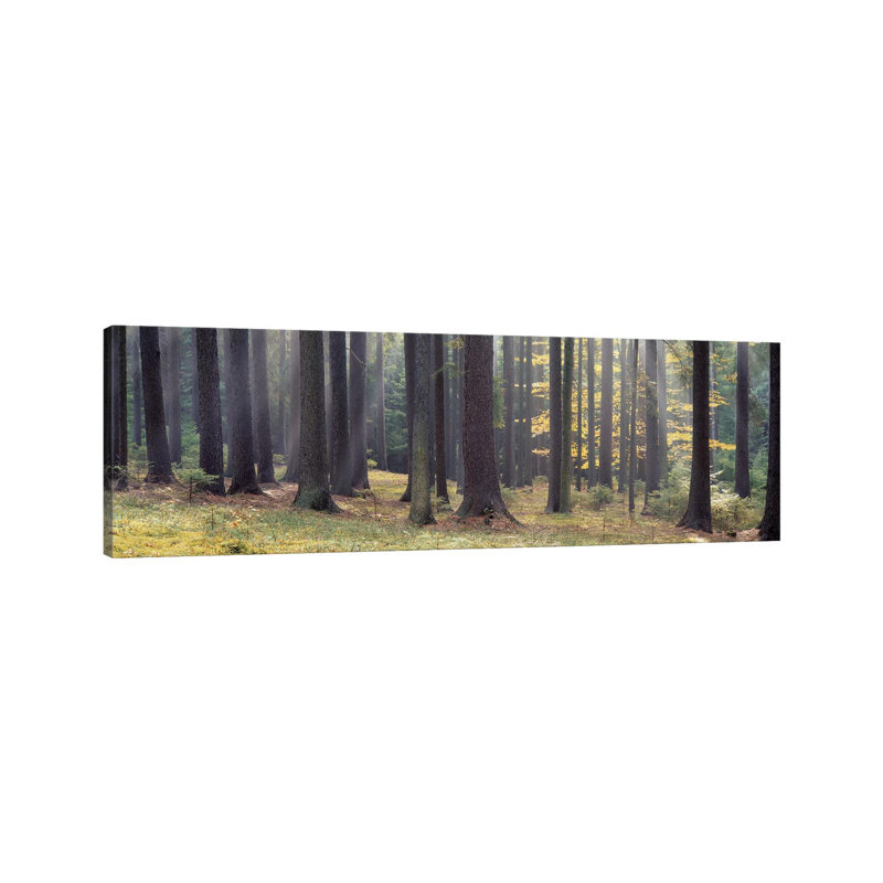 Trees In The Forest, South Bohemia, Czech Republic - Wrapped Canvas Panoramic Print, 182.88 cm H x 60.96 cm W