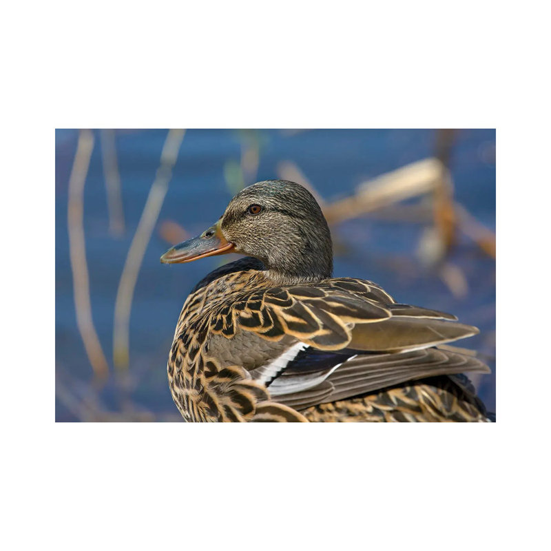 Detailed Mallard by Louis Ruth - Wrapped Canvas Gallery-Wrapped Canvas Giclée, 20.32 cm H x 30.48 cm W