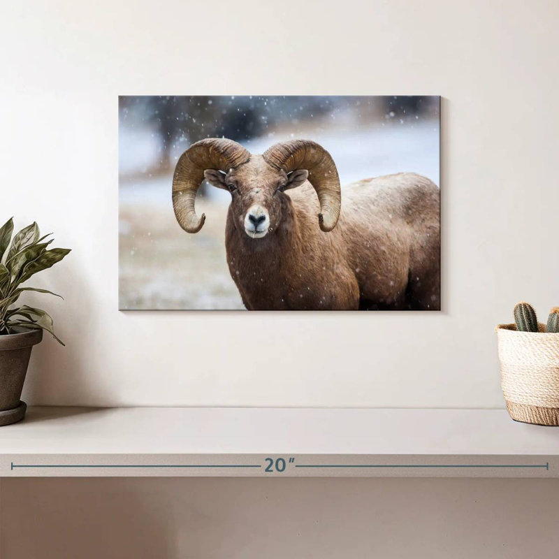 Brampt Bighorn Sheep, 8" H x 12" W
