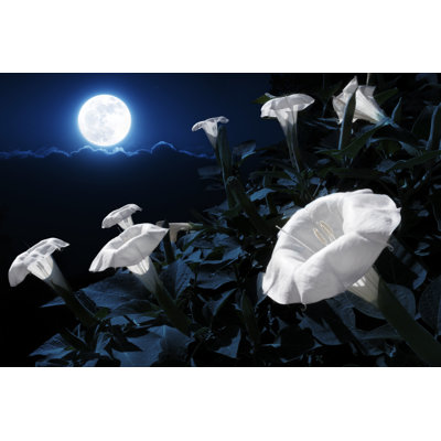 Moonflower Bush Blooms - Wrapped Canvas Print