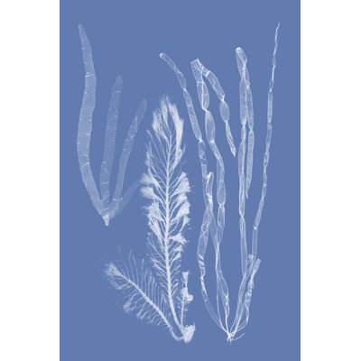 Seaweed Cyanotype IV - Wrapped Canvas Print