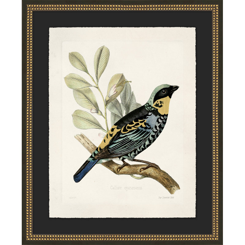 Meadow Bird 1