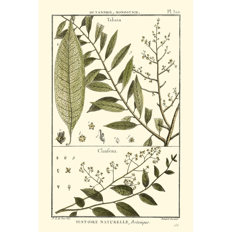 Fern Classification III by Denis Diderot - Wrapped Canvas Print, 91cm H x 61cm W