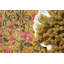 Nappe Damaris - rose / moutarde - 71 po x 142 po-1932814949