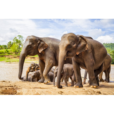 Éléphant sri-lankais par Cinoby