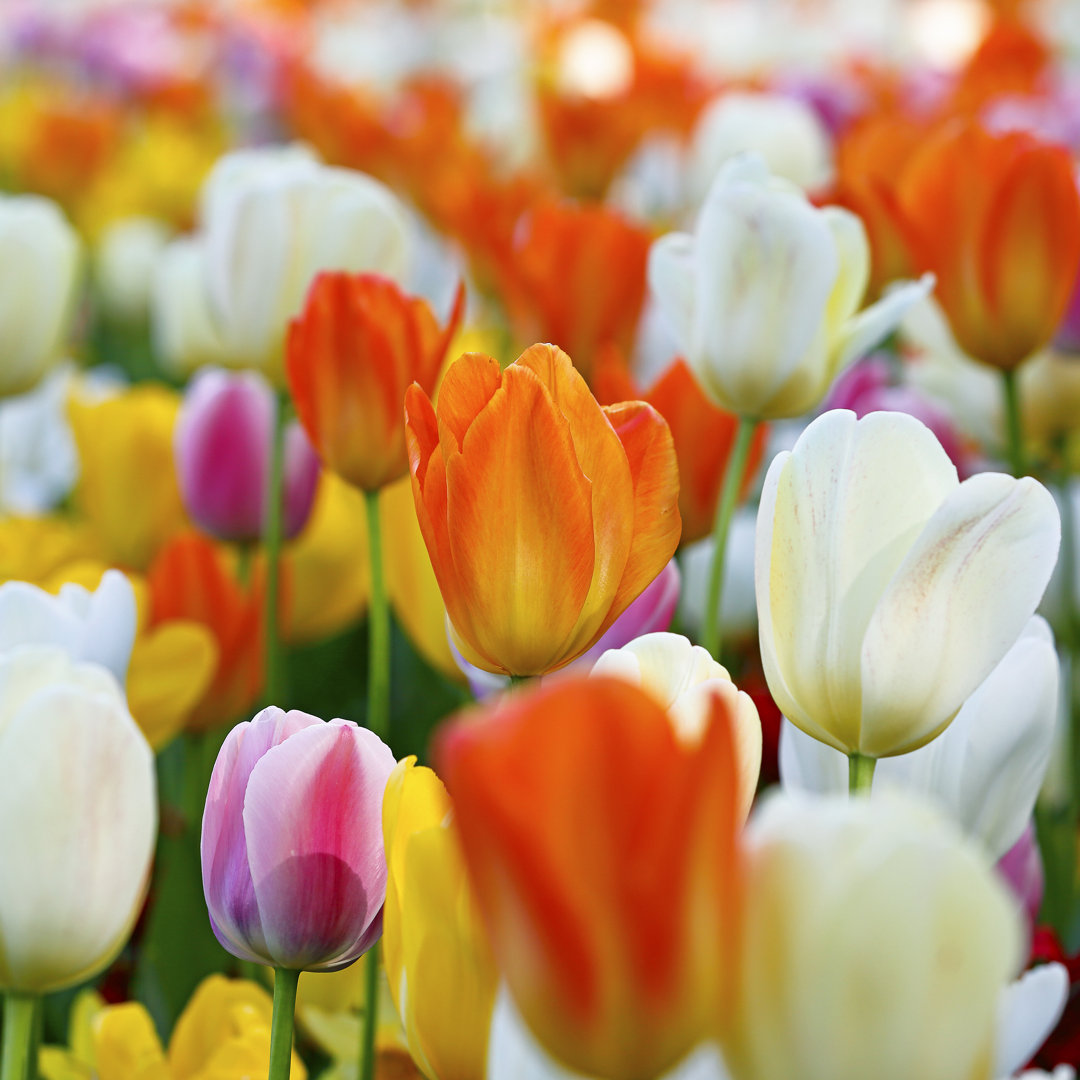 Bunte Tulpenblüten von BeyondImages - Drucken