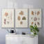 Knorr Shells and Coral VI, reproduction sur toile 3 pièces-91886986-91886982