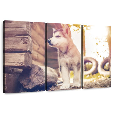 Adorable Alaskan Malamute