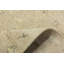 Tapis oriental transitionnel 8x8 Mute