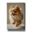  «Cute Fluffy Pomeranian 2» par Ann Klee, art mural sur toile, 12 po x 18 po-556928217