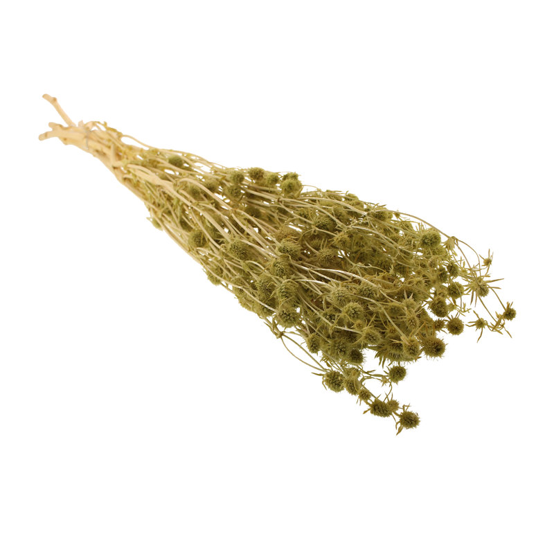 Preserved Thistle Arrangement, Green