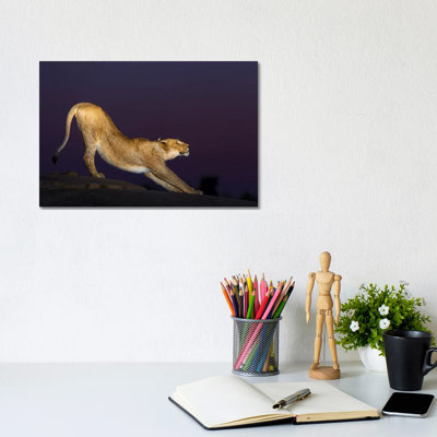 African Lion Female Stretching At Night, Londolozi, Sabi-Sands Game Reserve, South Africa by Sergey Gorshkov - Wrapped Canvas Print