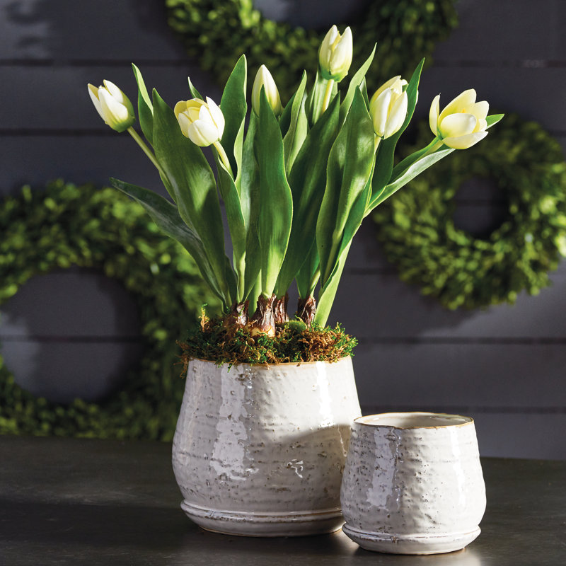 Alina Flowering Plant, White