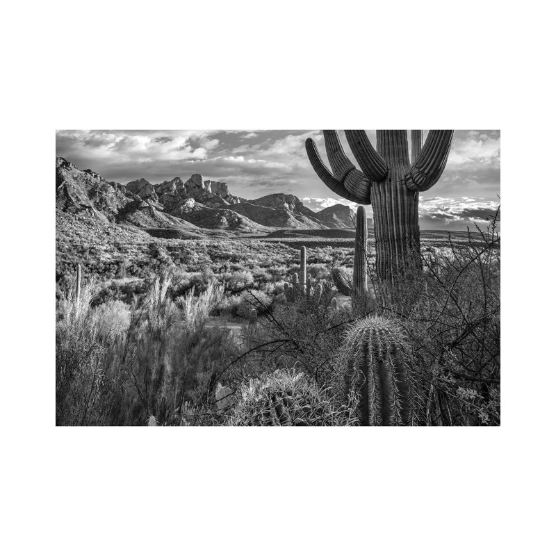 Barrel and Saguaro Cacti with the Santa Catalina Mountains, Catalina State Park, Arizona 1 Piece Wrapped Canvas Wall Art