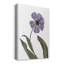 «Xray Tulip X», impression sur toile tendue-753859364
