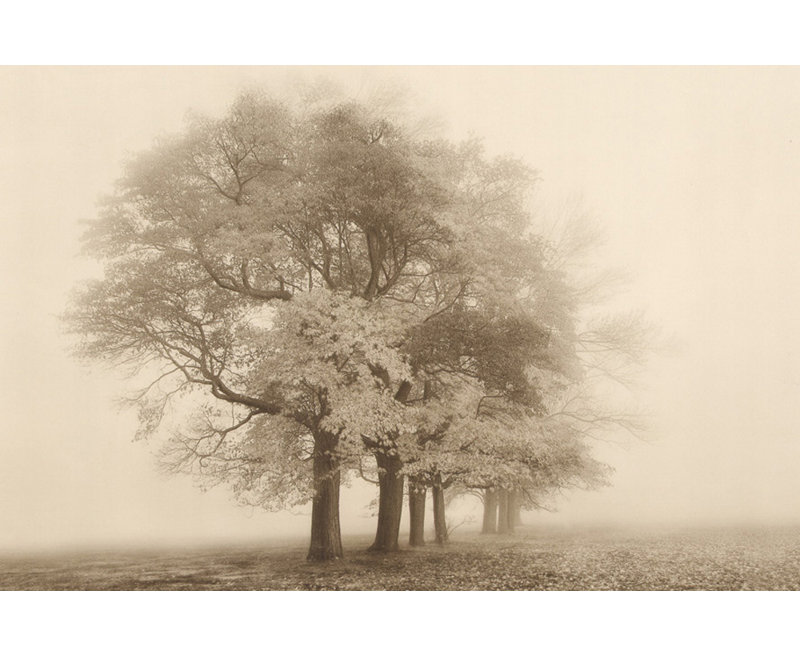 Harmonie dans le brouillard IMA-S778, H 16 po x l 24 po
