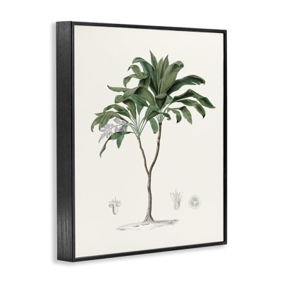 Vintage Palm Study Framed Giclee, design by CAD
