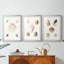 Pastel Knorr Shells IV - impression encadrée sur mesure de qualité supérieure - 3 pièces