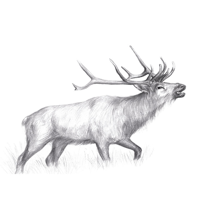 Wildlife Trail II by Melissa Wang - Wrapped Canvas Print, 61cm H x 91cm W x 3.8cm D