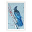 Blue Jay 3 Print by PC Ngo-1597885284-1597885287