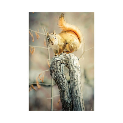 Squirrel on Curved Branch 1 Piece Wrapped Canvas Wall Art