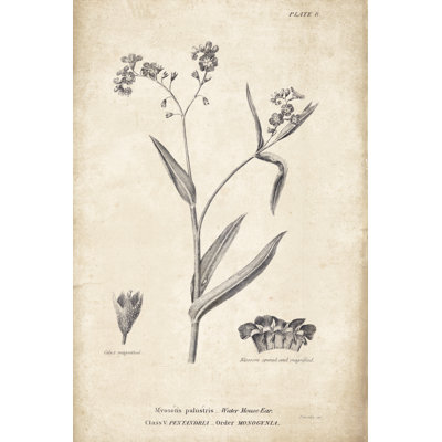 Conversations on Botany 01 by Wild Apple Portfolio - Painting Print