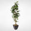 Faux Fiddle Leaf Fig Tree in Metal Planter