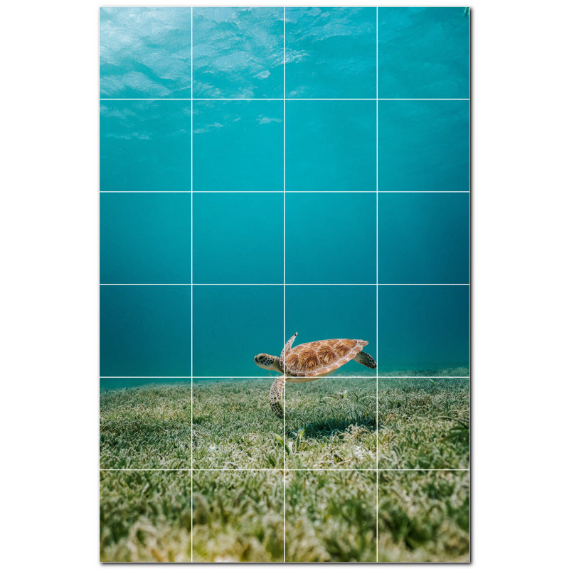 Tortue photo 6 x 6