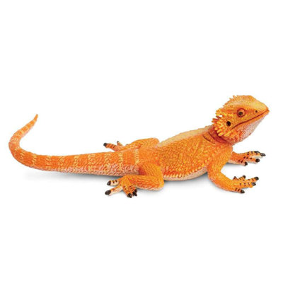 Dragon barbu