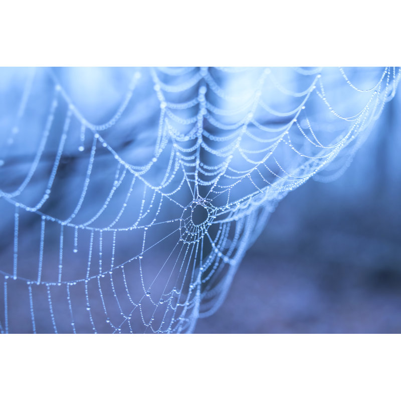 «Theotis Spider Web» par Patriciadz - impression sur toile tendue, H 8 po x l 12 po