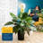 Costa Farms Indoor Peace Lily Spathiphyllum House Plant in 8.75-inch Grow Pot