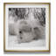 «Hudson Bay Bear», photographie-329774916-329774922