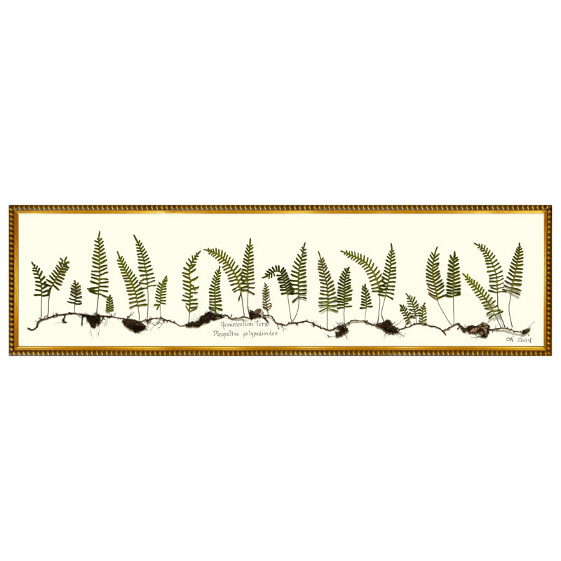 Resurrection Fern Print by Sandy Whitaker, Gold Bead 1, 11.25" H x 41" W