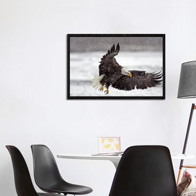 Bald Eagle Soaring in a Snow Storm, Alaska Chilkat Bald Eagle Preserve, Alaska, USA 1 Piece Wrapped Canvas Wall Art