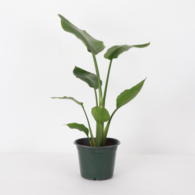 Live Bird of Paradise Plant, 6" Diameter