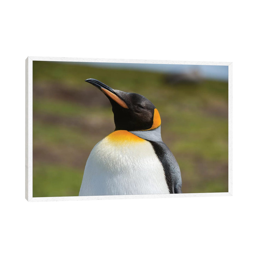 Portrait Of A King Penguin, Aptenodytes Patagonica. von Sergio Pitamitz - Galerie-verpackte Leinwand Giclée