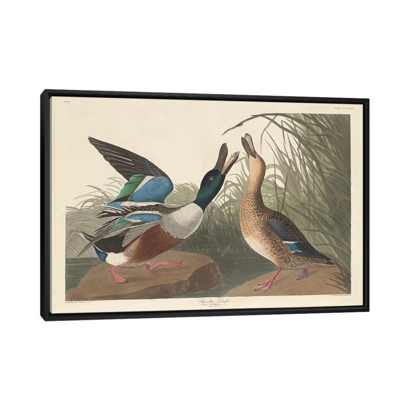 « shoveller duck », impression sur toile, H 18 po x l 26 po x P 1,5 po, Toile avec cadre noir, Pas de tapis
