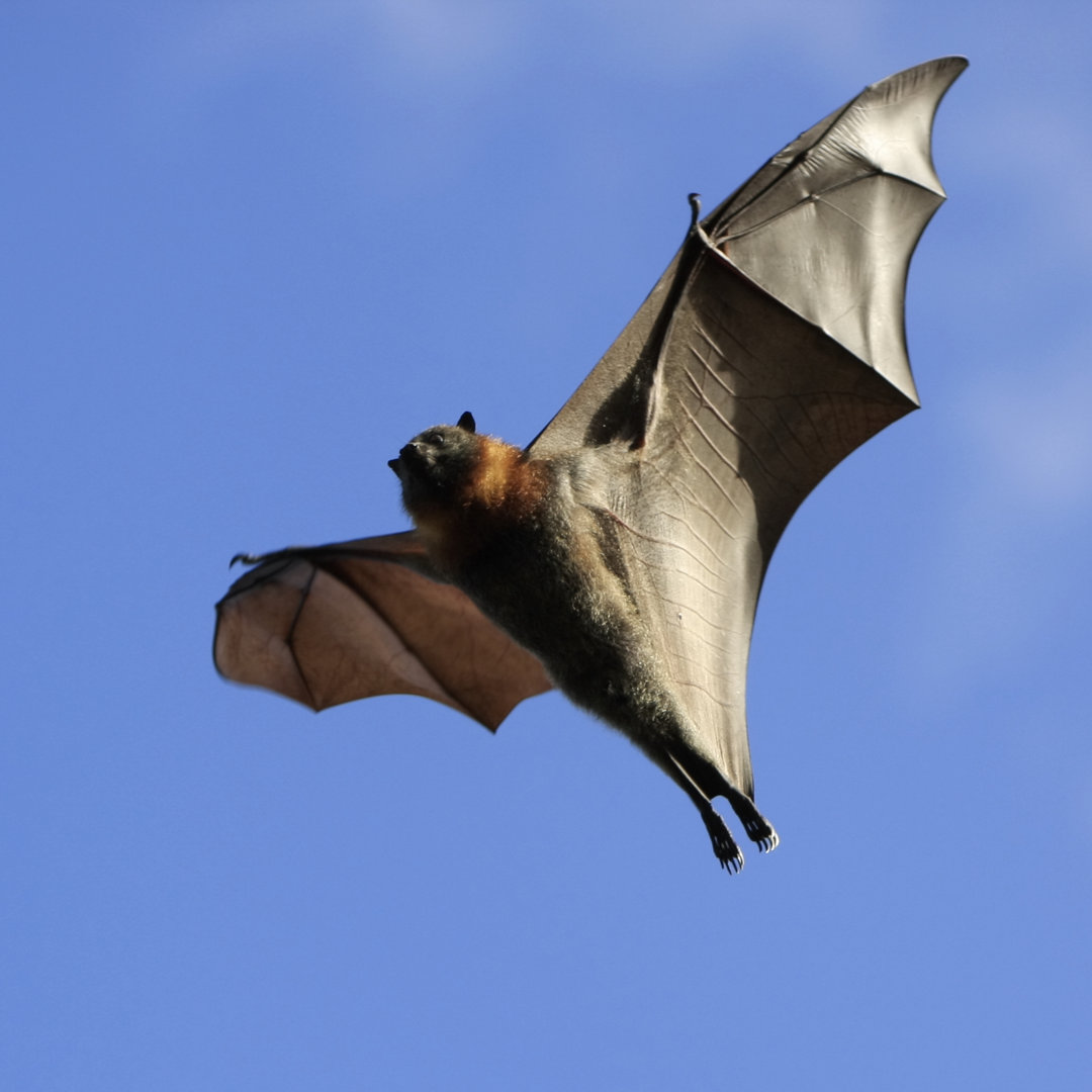 Gespenstische Fledermaus