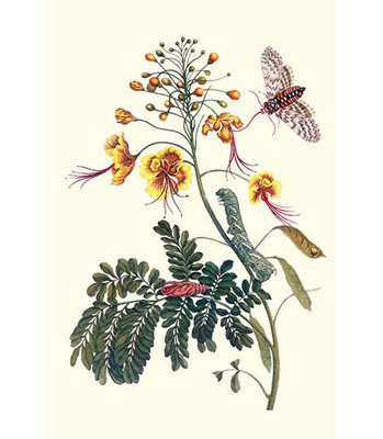 « fierté of barbade with a hornworm tabac » par maria sibylla merian, impression