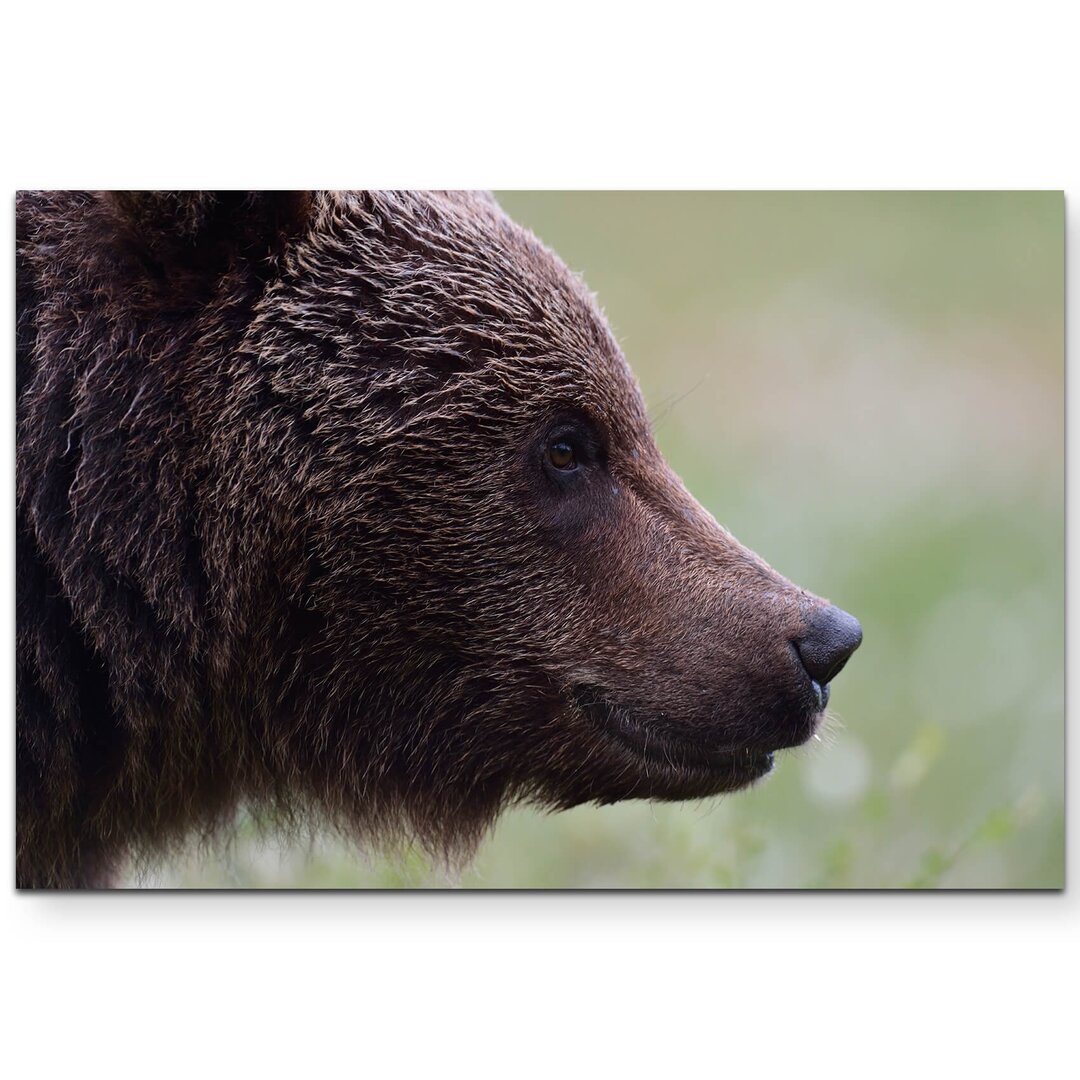 Leinwandbild Portrait Bär